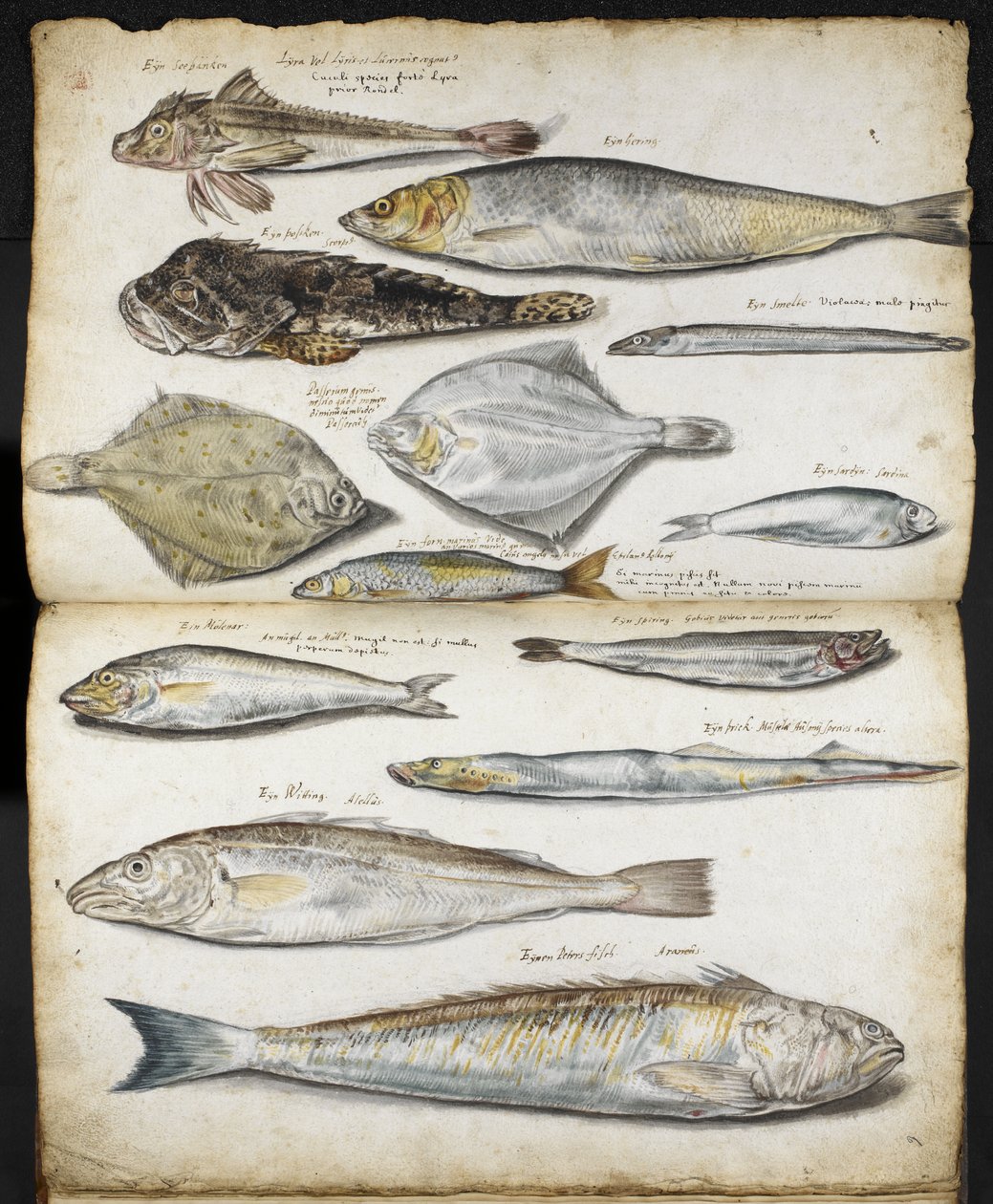 与 De Historia Piscium 有关的插图，约翰-雷著，约 1686 年（纸面水彩画） 作者 英语学校