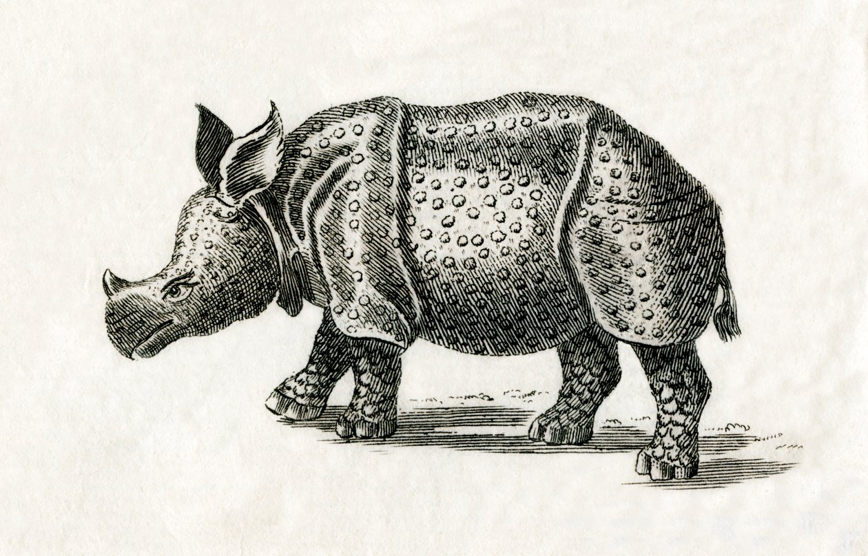 印度犀牛，或大独角犀牛，Rhinoceros unicornis，来自18世纪的印刷品（雕刻）。 作者 英语学校