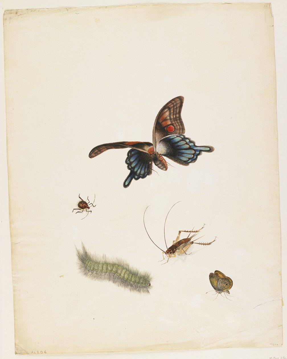 昆虫，c.1805（黑色墨水，wc和石墨在纸上） 作者 英语学校