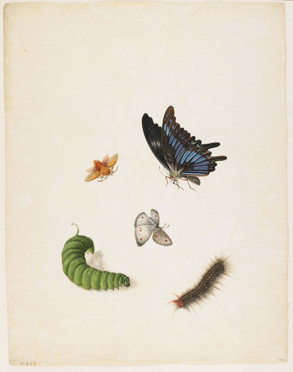 昆虫，c.1805（黑色墨水和纸上的wc） 作者 英语学校