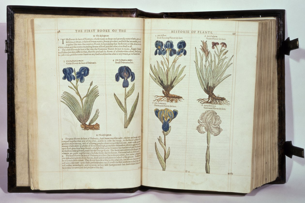 Iris（Flowers de-luce），来自John Gerard的“植物史学的第一个Booke”的六个品种，出版于1597年 作者 英语学校