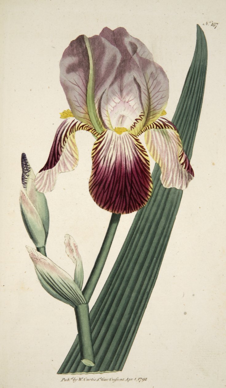 Iris Sambucina（Elder Scented Iris），来自The Botanical Magazine或Flower Garden Displayed，pub。 1792年（手工彩色雕刻） 作者 英语学校