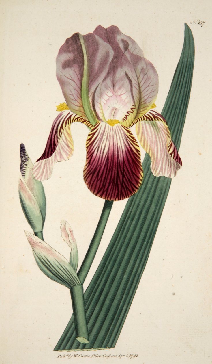 Iris Sambucina Elder Scented Iris, pub.1792年手绘版画。 作者 英语学校