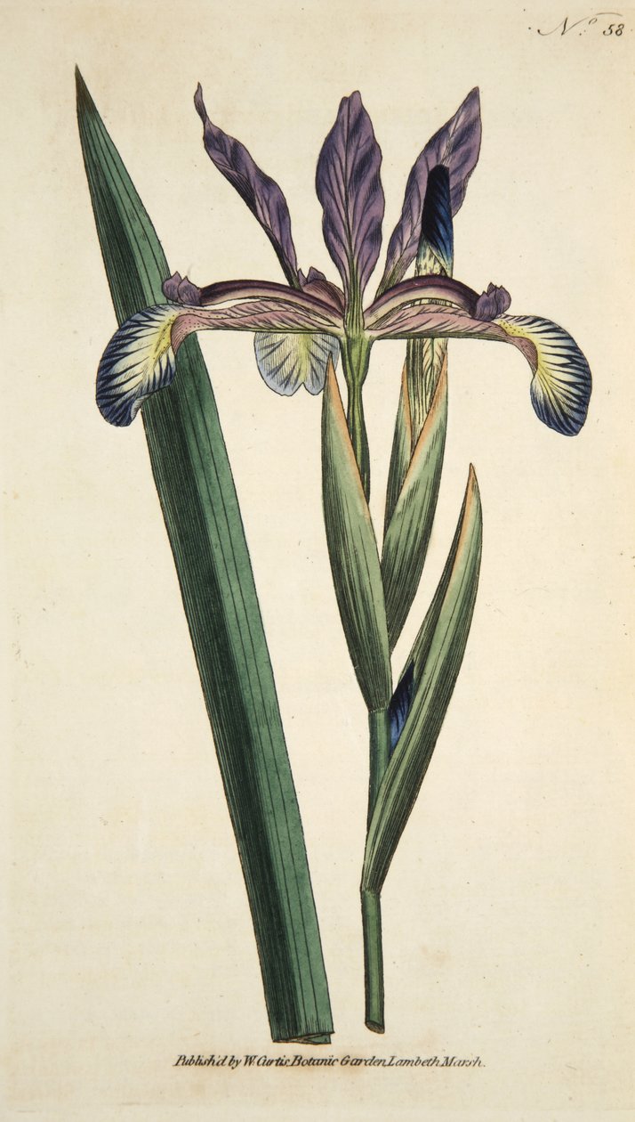 Iris Spuria (Spuria Iris)，来自 The Botanical Magazine 或 Flower Garden Displayed，酒吧。 1790（手工彩色雕刻） 作者 英语学校