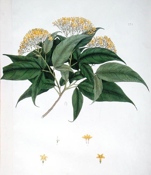 茉莉花（彩色平版印刷品 作者 英语学校