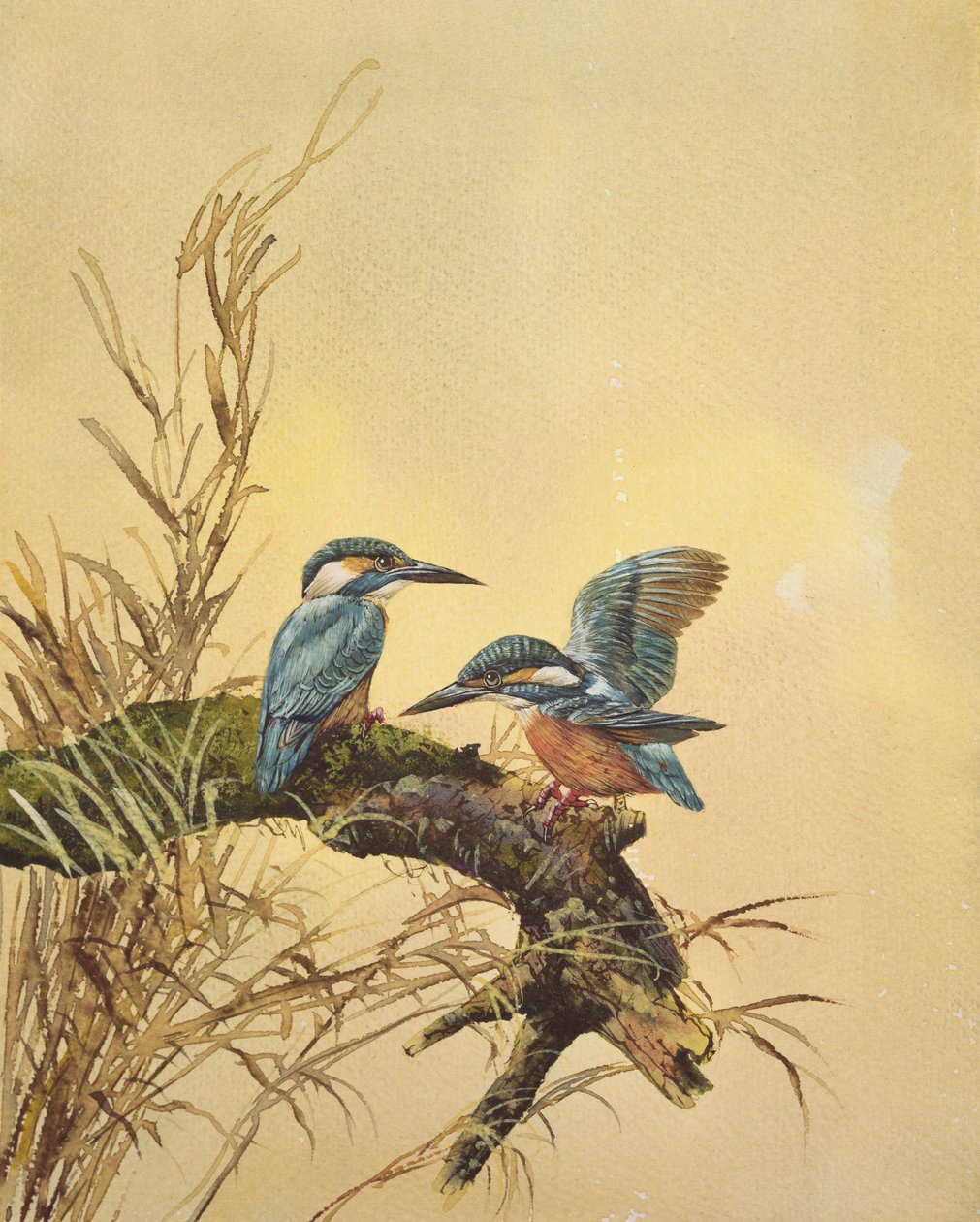Kingfishers，1890年（纸上写着） 作者 英语学校