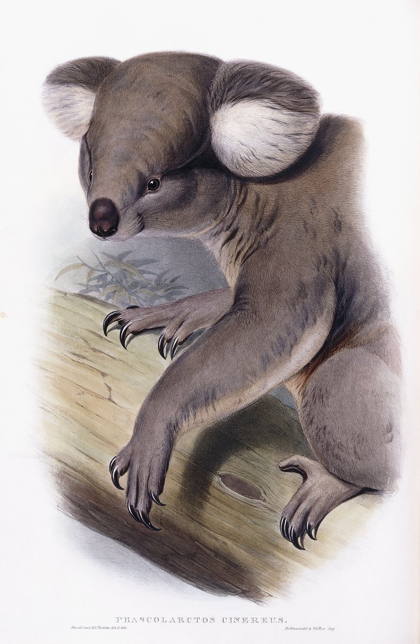 考拉-Phascolarctos cinereus，1845-1863年 作者 英语学校