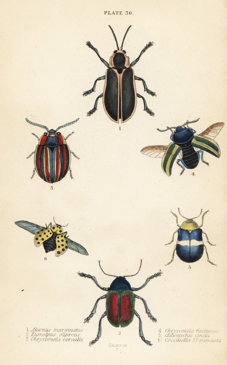 Leaf beetles: Alurnus marginatus 1, Eumolpus curpreus 2, Chrysolina cerealis 3, dead-nettle leaf beetle, Chrysolina fastuosa 4, Oedionychis cincta 5 and 22-spot ladybird Psyllobora vigintiduopunctata 6 作者 英语学校