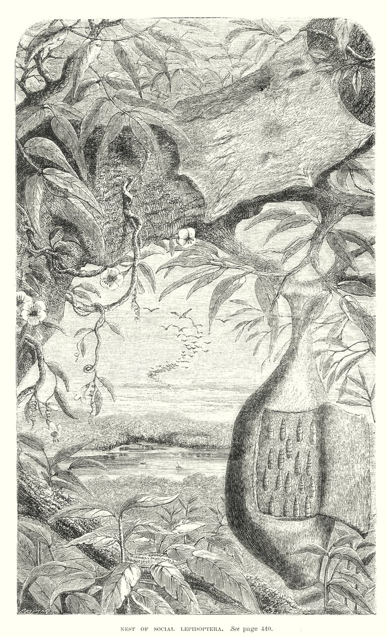 鳞翅目昆虫（雕刻） 作者 英语学校