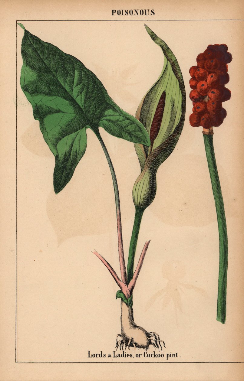 上议院和夫人们，或杜鹃品脱，选自《启发式图画书，或蔬菜世界的课程》，[夏洛特-玛丽-永格]，爱丁堡 作者 英语学校