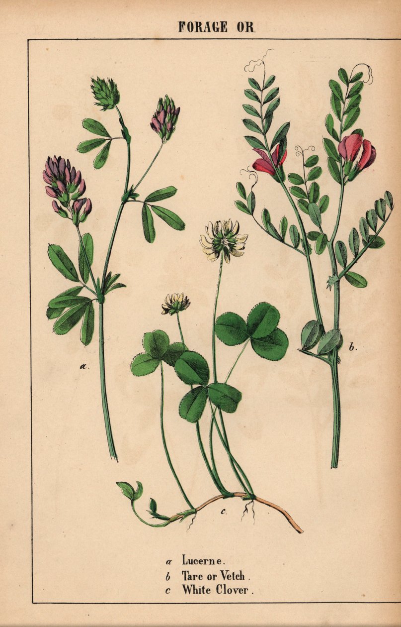 苜蓿、稗草和白三叶草，选自《教学图画书，或蔬菜世界的课程》，[夏洛特-玛丽-永格]，爱丁堡 作者 英语学校
