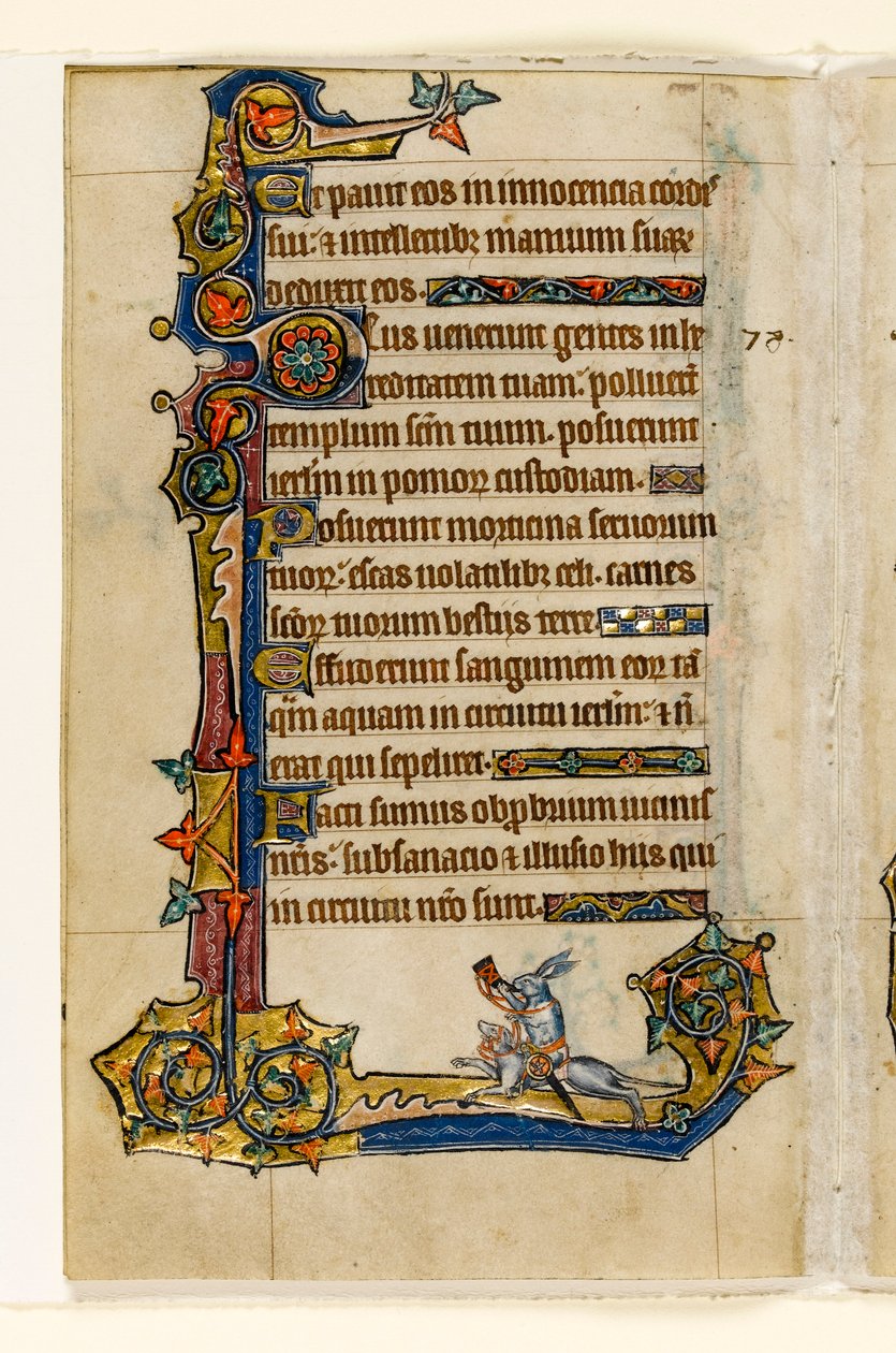MS 1-2005，关注。 115v：一只兔子骑着猎犬，狩猎，边缘装饰来自Macclesfield Psalter，使用Sarum，东安格利亚，c.1330 作者 英语学校