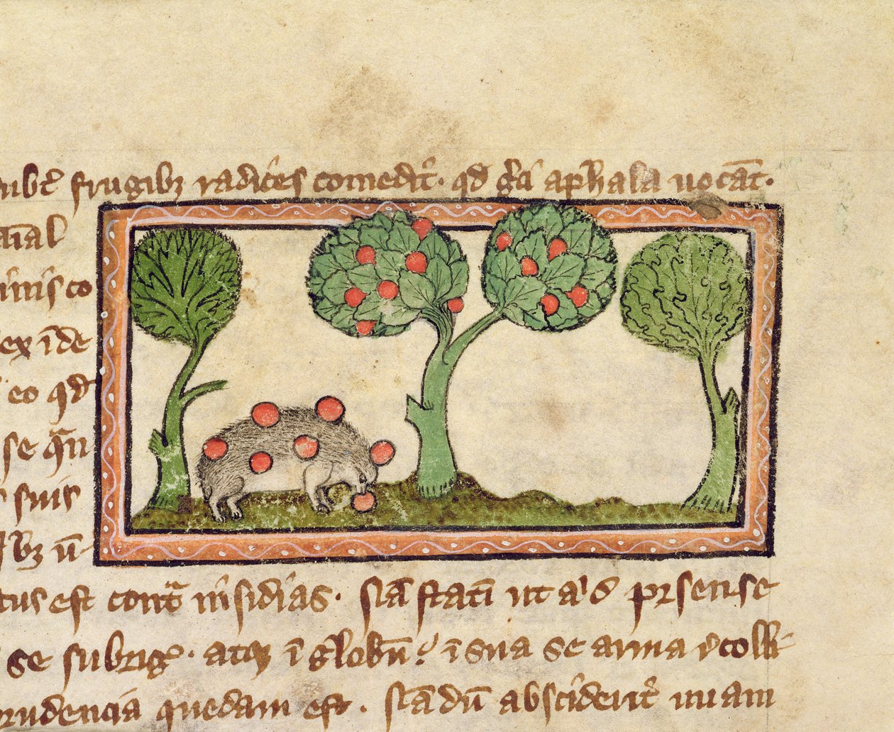 MS 379 f.13r 一只采摘苹果的刺猬，《动物志》细节，英国 作者 英语学校