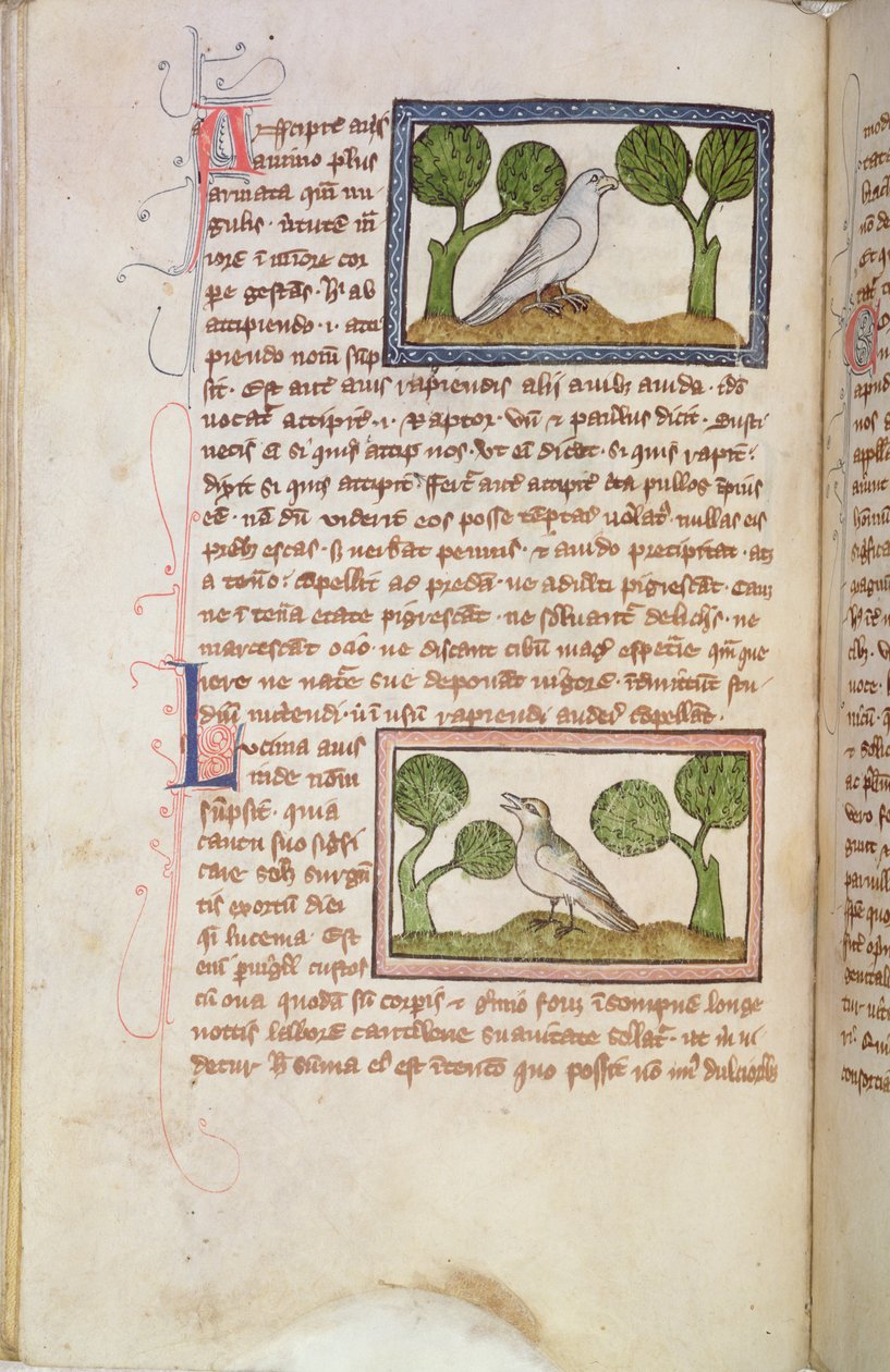 MS 379 f.22v 附有白鹰和夜莺的文字页面，选自《兽类志》（牛皮纸）。 作者 英语学校