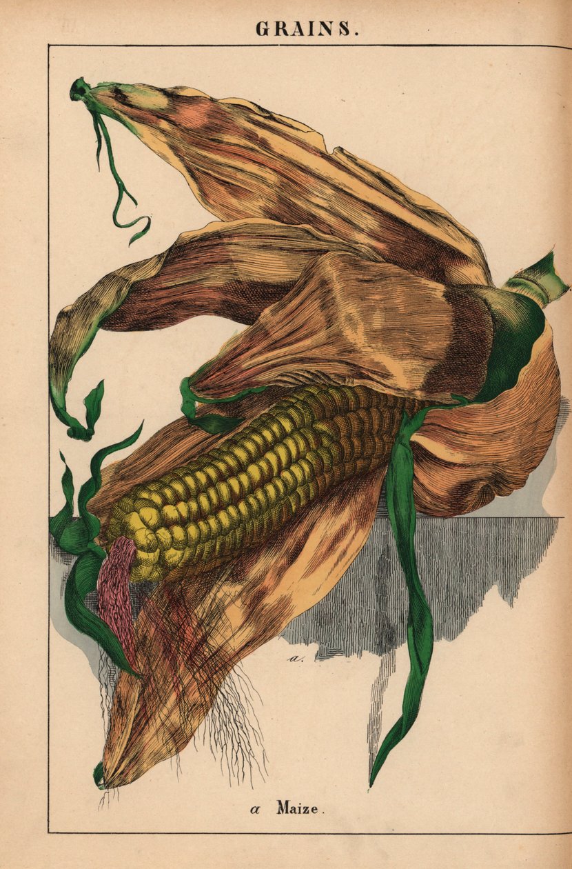 玉米，玉米或甜玉米，摘自《教学图画书，或蔬菜世界的课程》，[夏洛特-玛丽-永格]，爱丁堡 作者 英语学校