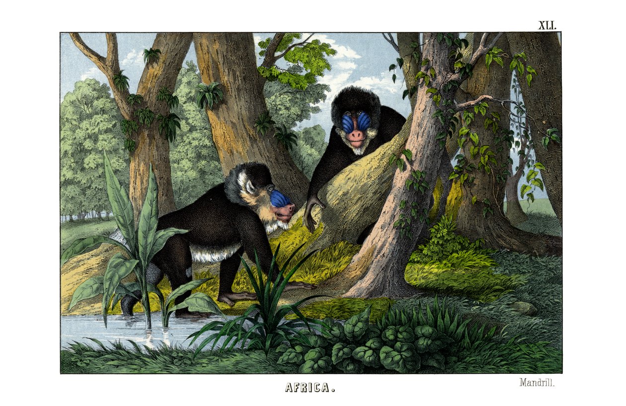 Mandrill 作者 英语学校