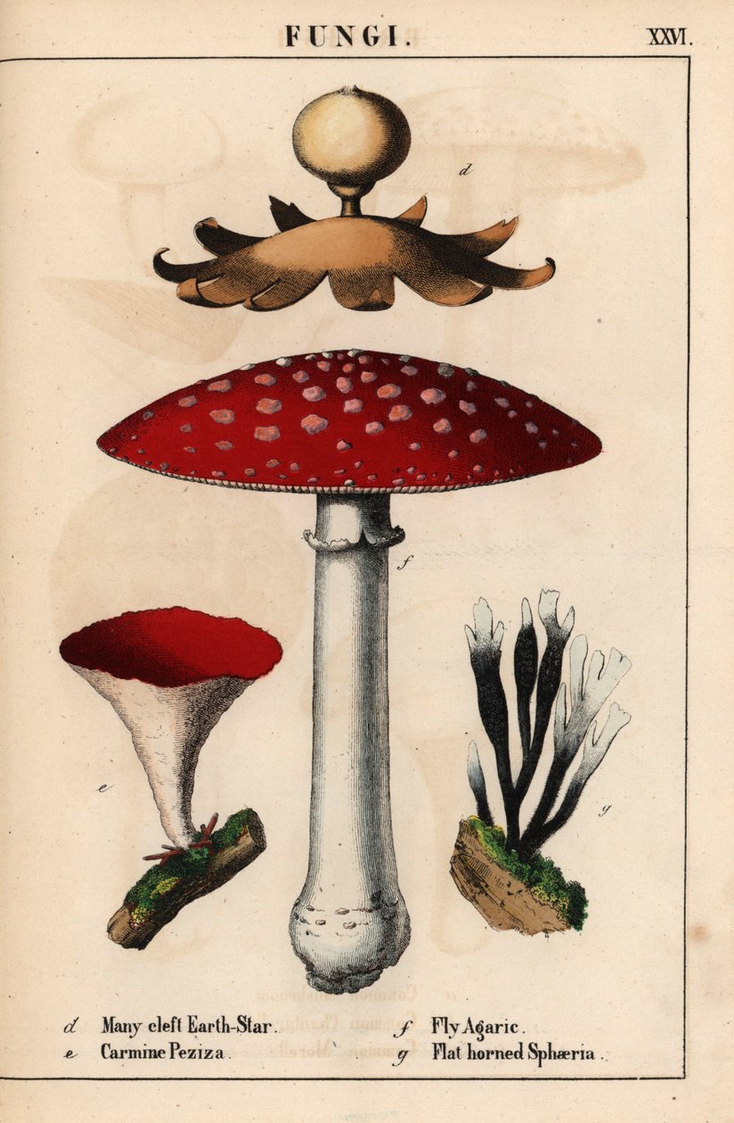 多裂土星 Geastrum、胭脂虫 Peziza、蝇琼 Amanita muscaria 和扁角蘑菇 sphaeria mushrooms。 , 摘自《教学图画书，或蔬菜世界的课程》，[夏洛特-玛丽-永格]，爱丁堡 作者 英语学校