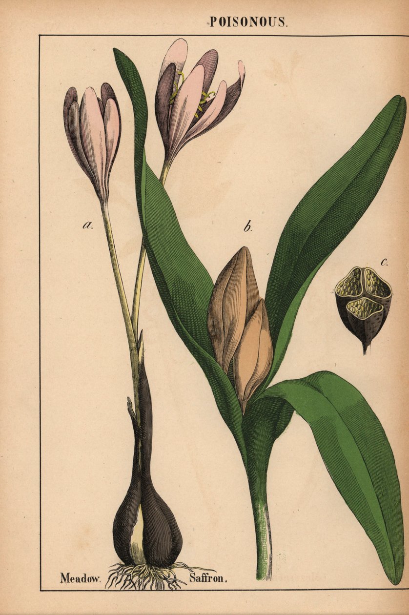 开着紫色花的草地藏红花，选自《教学图画书，或蔬菜世界的课程》，[夏洛特-玛丽-永格]，爱丁堡 作者 英语学校