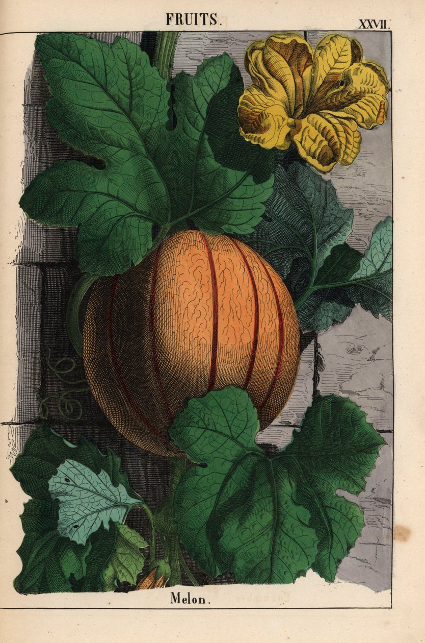 甜瓜，有成熟的橙色果实、黄色花朵和深绿色的大叶子 Cucumis melo，摘自《教学图画书，或蔬菜世界的课程》，[夏洛特-玛丽-永格]，爱丁堡 作者 英语学校