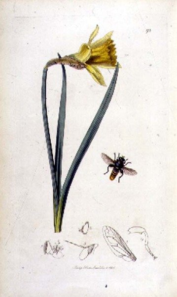 Merodon clavipes（盘旋蝇）和水仙花，由John Curtis发表于《英国昆虫学》1823-40期（彩色雕刻）。 作者 英语学校