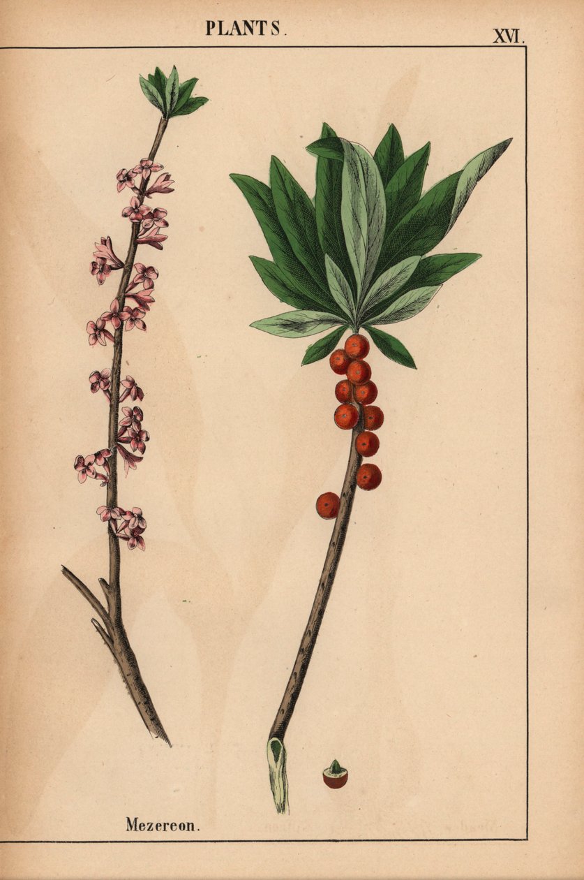 带有红色浆果和粉色花朵的 Mezereon，选自《教学图画书，或蔬菜世界的课程》，[夏洛特-玛丽-永格]，爱丁堡 作者 英语学校