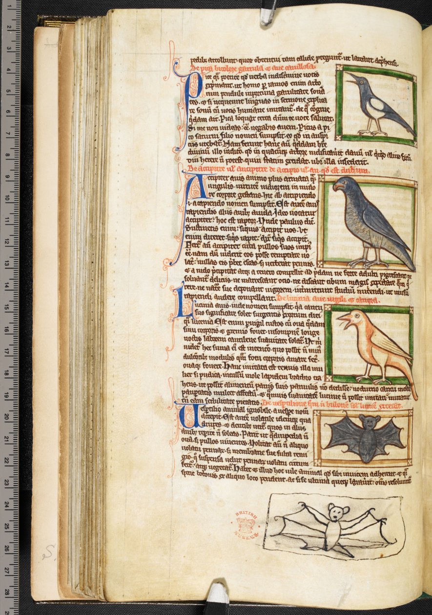 鸟类微型图和蝙蝠的边缘图画，来自神学杂项，包括 Summa de vitiis、Harley 3244、f.55v、c.1236-50（牛皮纸） 作者 英语学校