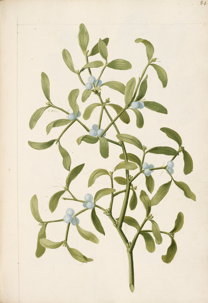 槲寄生。半寄生植物，约 1664 年（石版画） 作者 英语学校