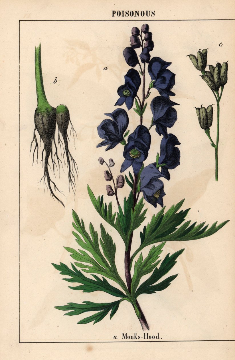 带蓝花的僧侣头巾，选自《教学图画书，或蔬菜世界的课程》，[夏洛特-玛丽-永格]，爱丁堡 作者 英语学校