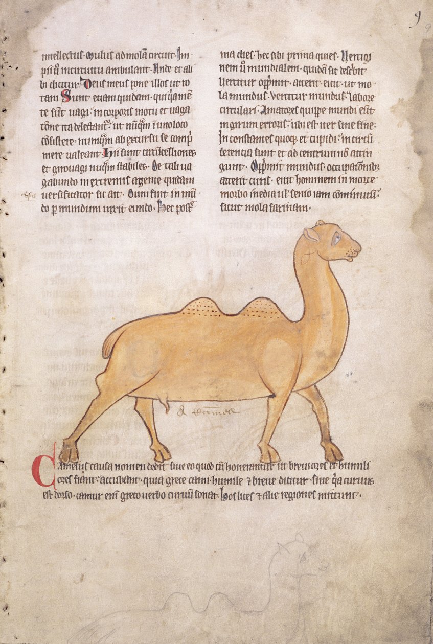 Ms.254 f.9r 《骆驼》，选自拉丁文、英文兽类志，13 世纪早期（手稿） 作者 英语学校