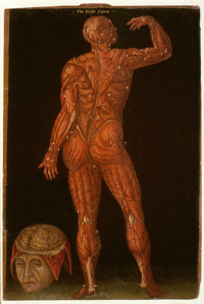 Hunter 364表X解剖，来自Anatomical Tables，作者：John Banister（1540-1610）（棕色纸上的油） 作者 英语学校
