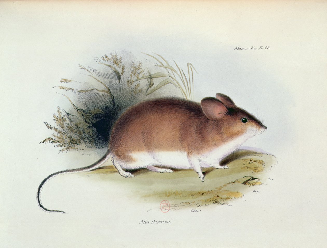 Mus Darwinii，1832年至1936年HMS Beagle航行动物学的插图，查尔斯达尔文（1809-92），1840年 作者 英语学校