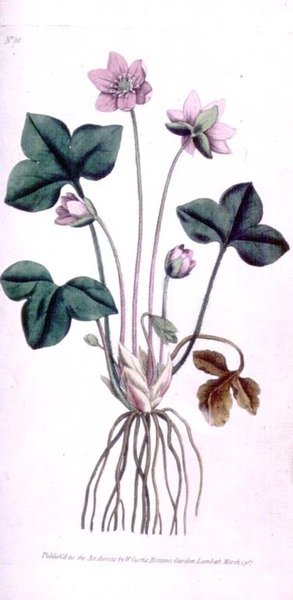 高贵的肝草（Anemone hepatica），板块10来自威廉-柯蒂斯的《植物学杂志》（或《花卉园展示》），出版。1787年（雕版画） 作者 英语学校