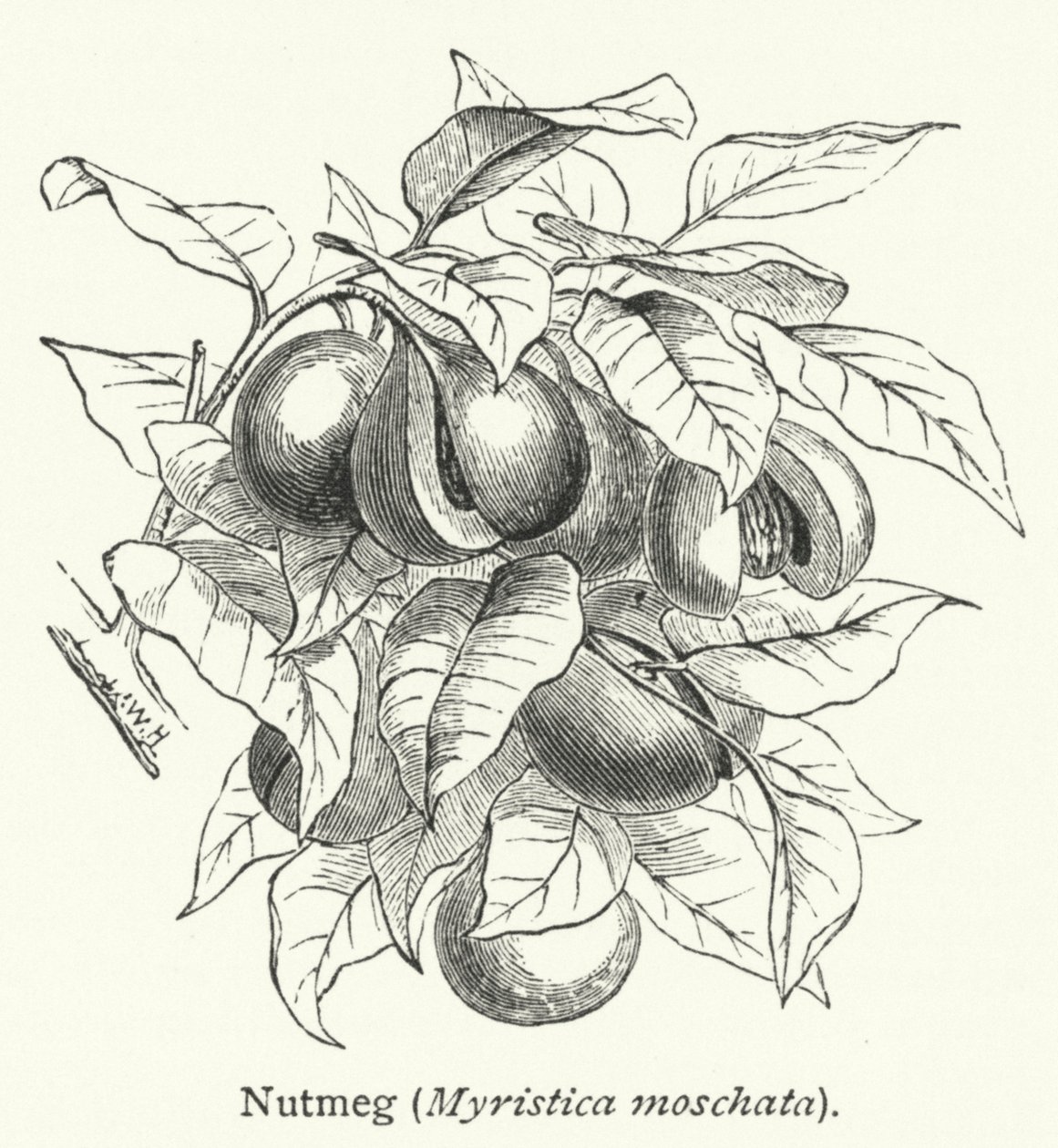 肉豆蔻（Myristica moschata）（雕刻） 作者 英语学校