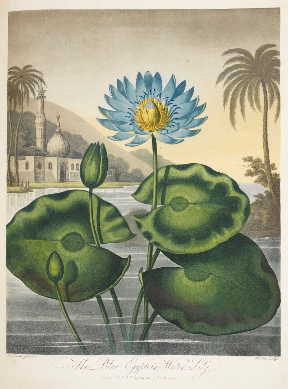 Nymphaea Caerulea，蓝色埃及睡莲 作者 英语学校