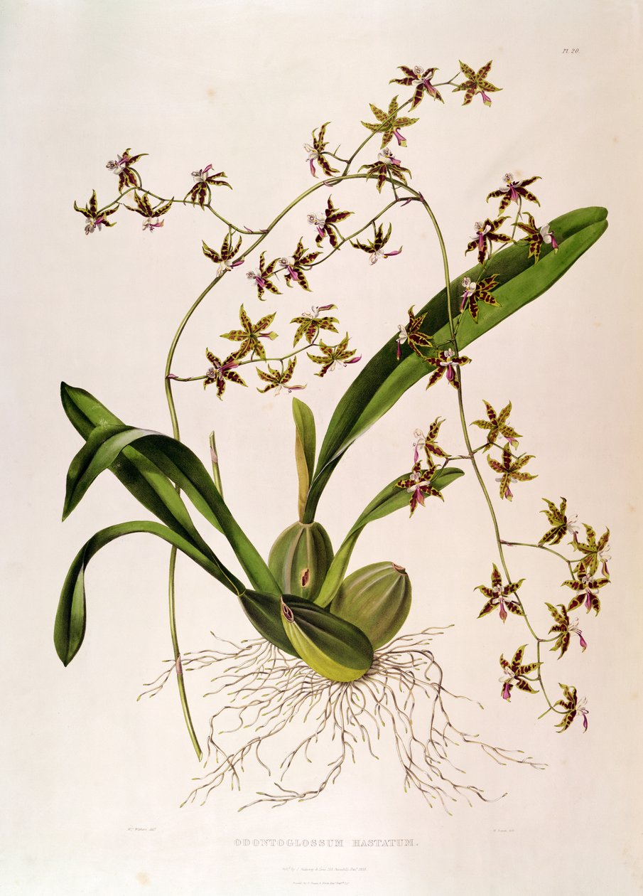 Odontoglossum Hastatum（手工雕刻） 作者 英语学校