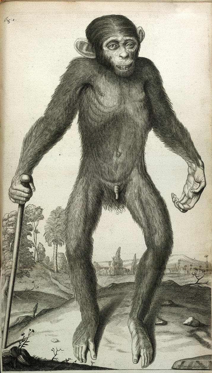 Orang-Outang, sive Homo Sylvestris: or, the Anatomy of a Pygmie compared with that of a monkey, an ape, and a man...