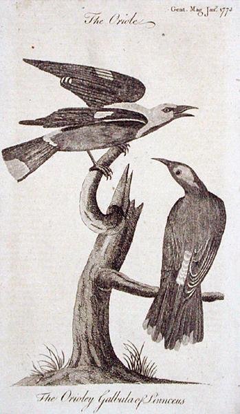 黄鹂鸟，来自《绅士杂志》，1773年1月出版（雕刻）。 作者 英语学校
