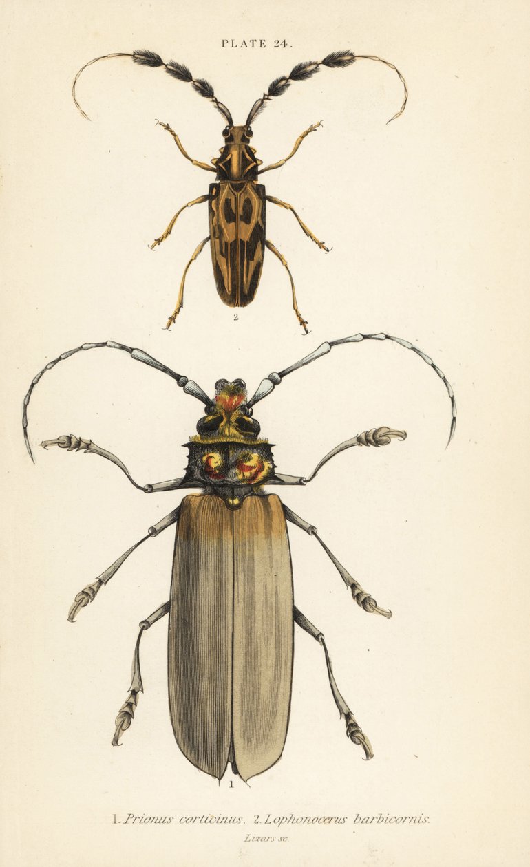 Orthomegas cinnamomeus Prionus corticinus 1, and Batus barbicornis, Lophonocerus barbicornis 2 作者 英语学校