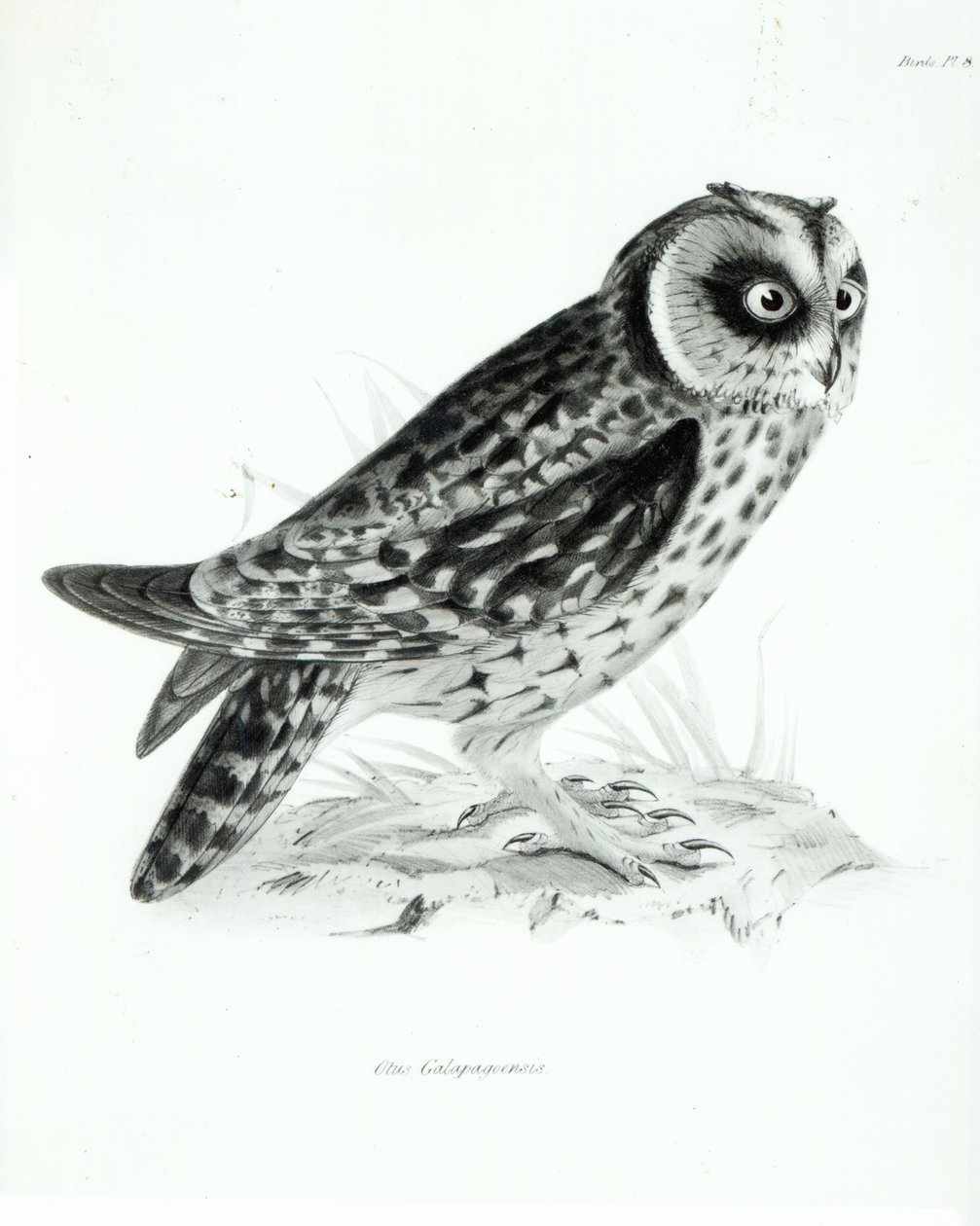 Owl，来自查尔斯·达尔文的“HMS Beagle航行动物学”，1832-36页 作者 英语学校