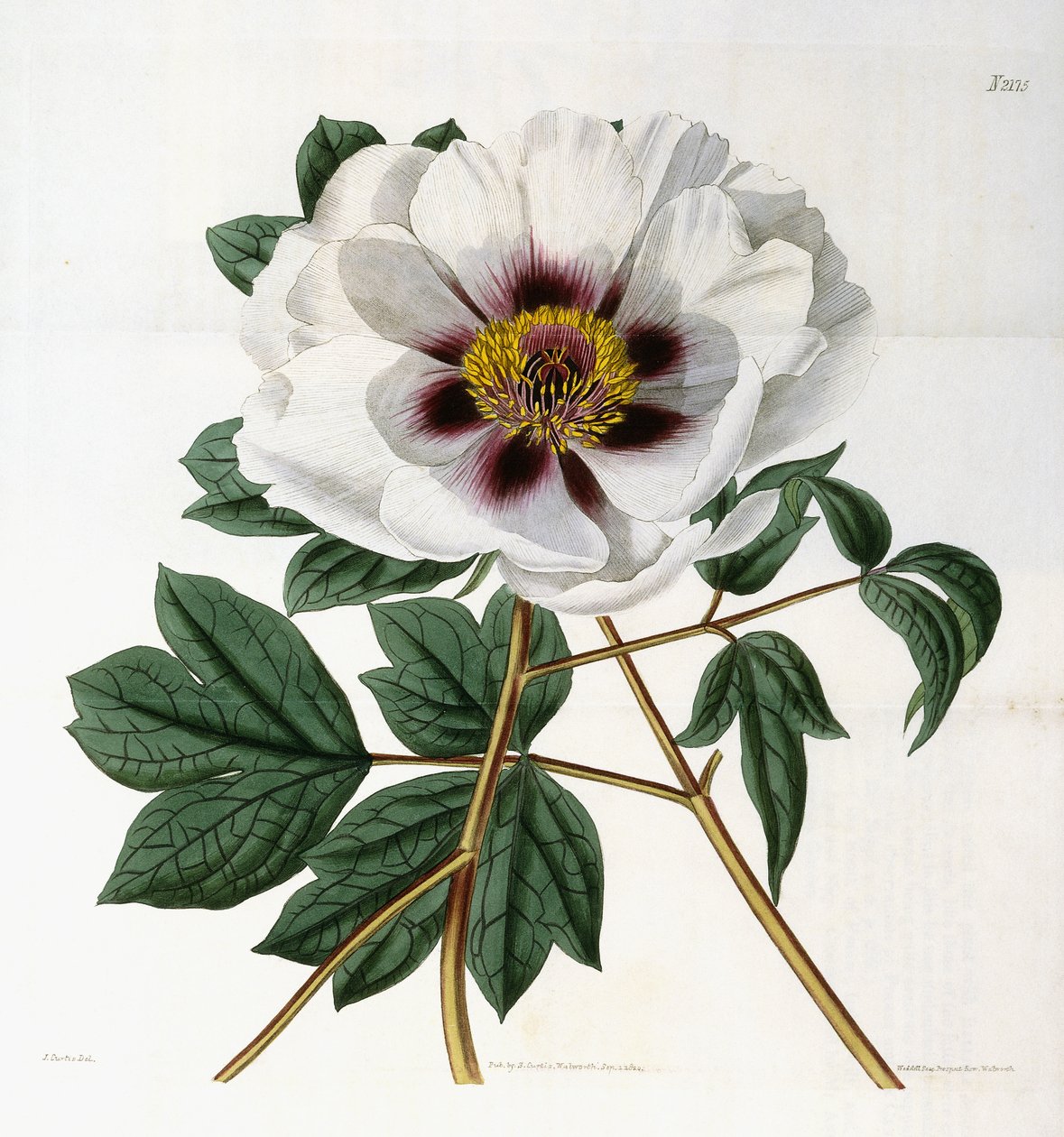 e药And药。变种。罂粟科，1788-1896 作者 英语学校