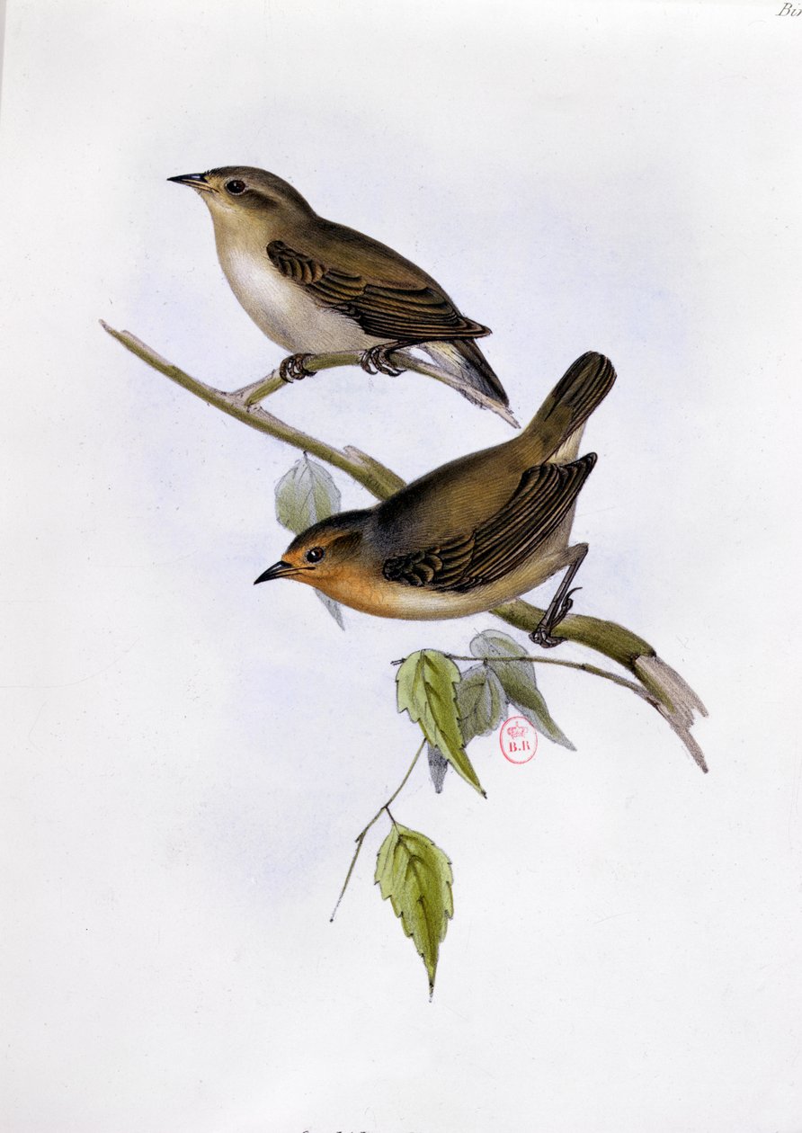 一对Certhidea Olivacea，插图来自HMS Beagle的航行动物学，1832-36，作者：Charles Darwin（1809-92），1840 作者 英语学校