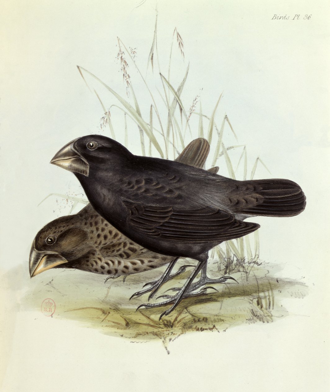一对Geospiza Magnirostris，来自HMS Beagle的航行动物1832-36，由Charles Darwin（1809-92），1840年伦敦 作者 英语学校