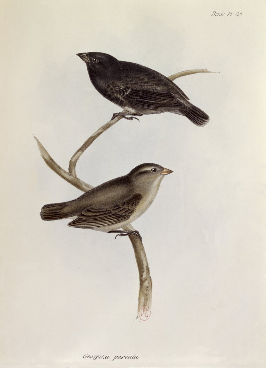 一对Geospiza Parvula，来自HMS Beagle航行动物学的插图，1832-36，作者：Charles Darwin（1809-92），1840 作者 英语学校