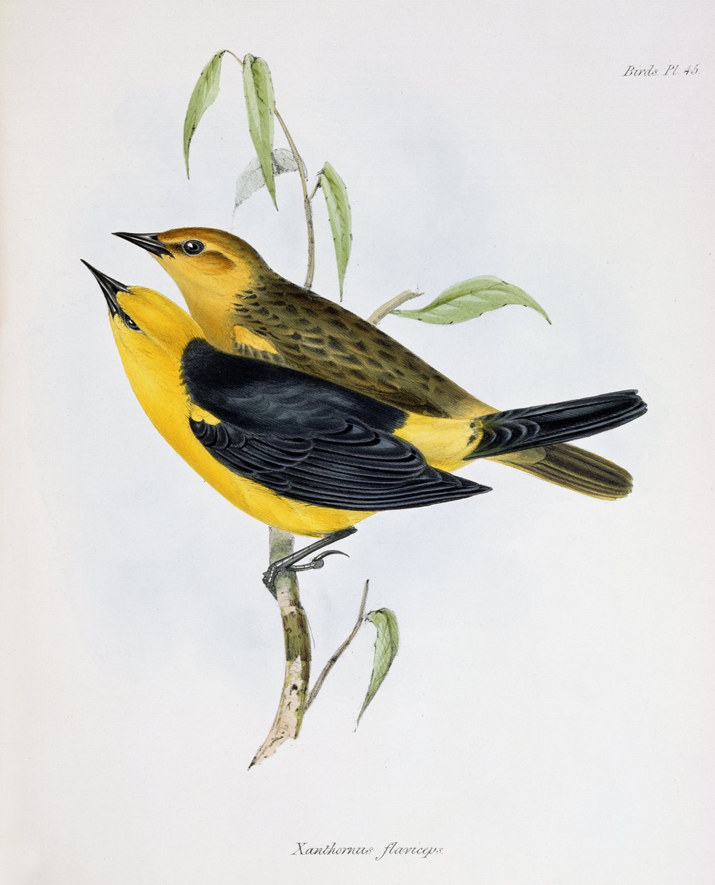 一对Xanthornus Flaviceps，来自HMS Beagle航行动物学的插图，1832-36，作者：Charles Darwin（1809-92），1840 作者 英语学校