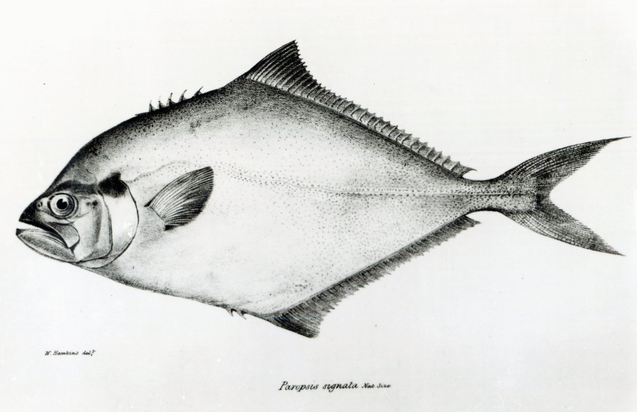 Paropsis Signata，来自查尔斯·达尔文的“HMS Beagle航行动物学，1832-36”中的第13号板块 作者 英语学校