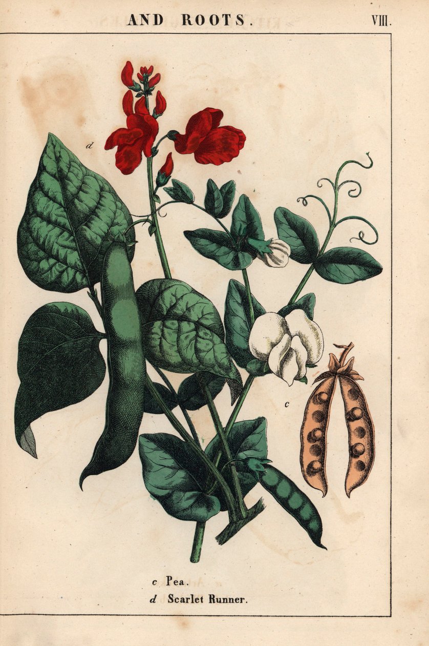 豌豆和芸豆，开着绯红和白色的花朵。 , 摘自《教学图画书，或蔬菜世界的课程》，[夏洛特-玛丽-永格]，爱丁堡 作者 英语学校