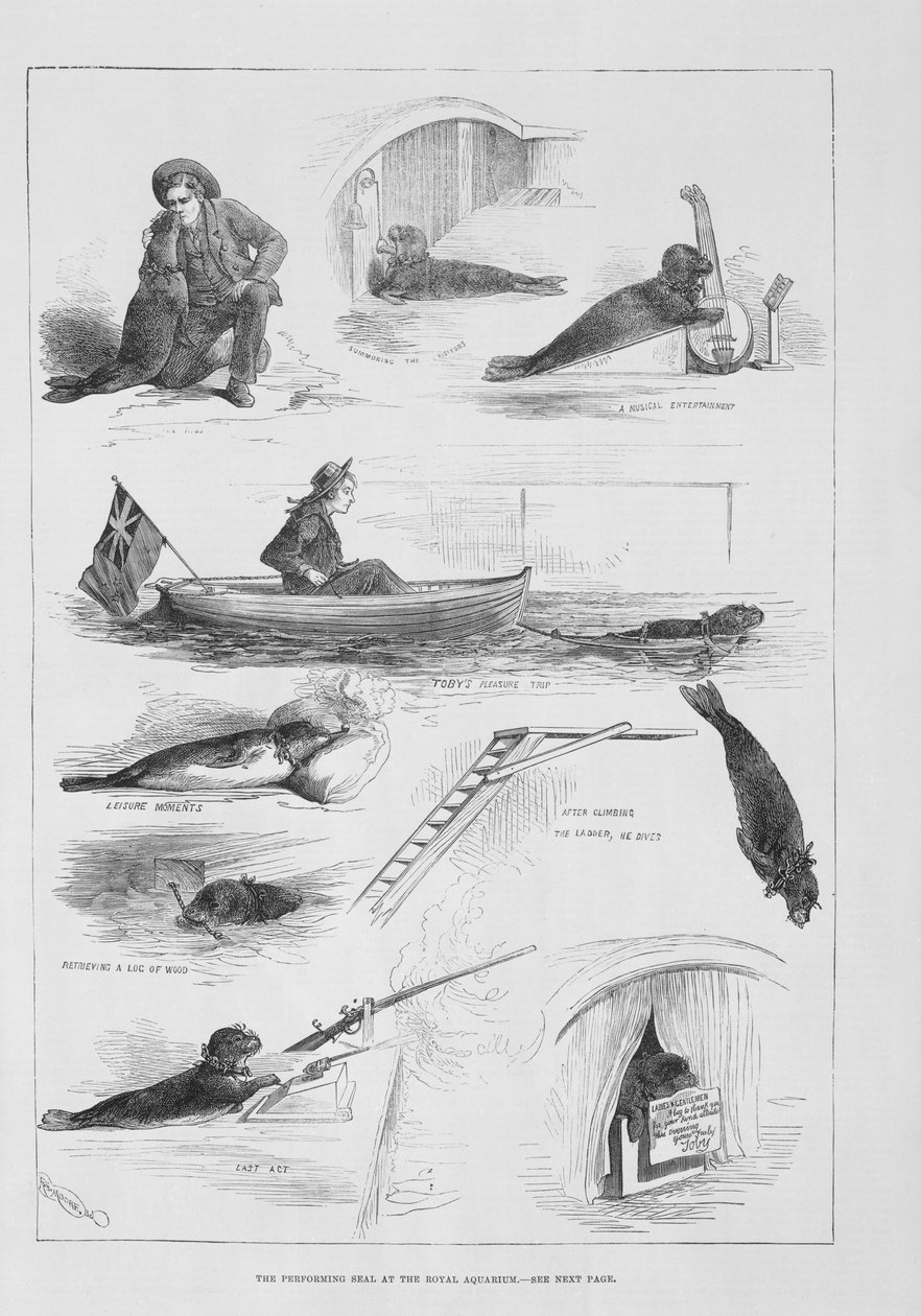 在皇家水族馆进行密封 作者 英语学校