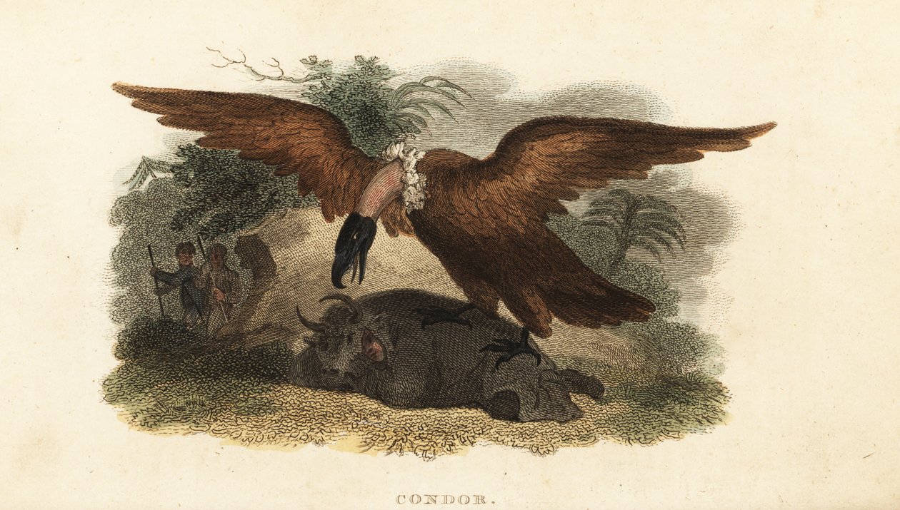 Peruvian man wearing a cow skin to lure a condor 作者 英语学校