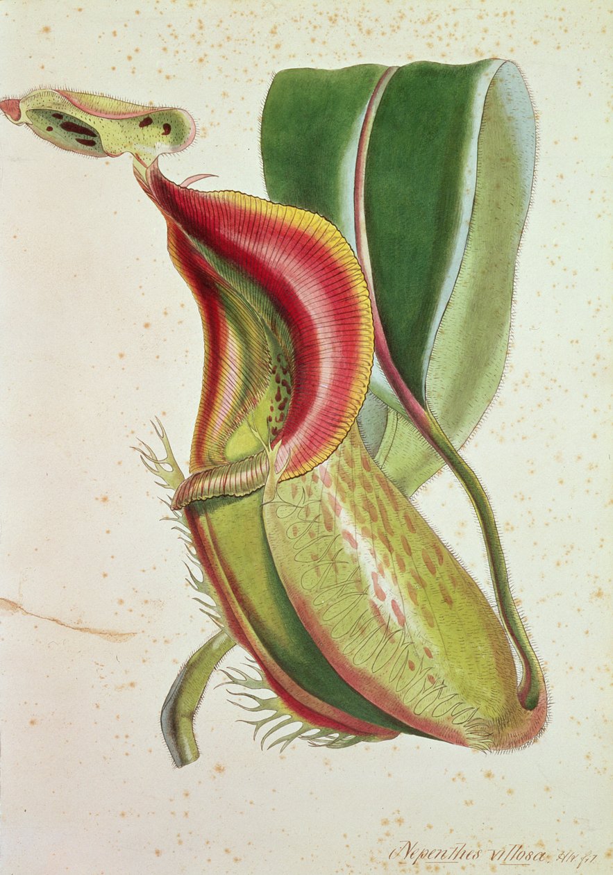 猪笼草：猪笼草（昆虫吃），香港签名（彩色石版画） 作者 英语学校
