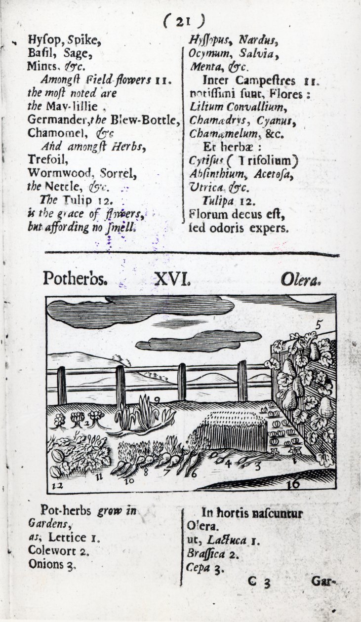 来自Johann Amos Comenius的&39;Orbis sexyism pictus&39;的植物畜牧业，出版于1689年 作者 英语学校